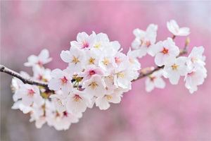 夢見櫻花