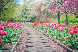 夢見花園