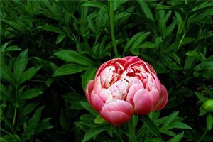 夢見牡丹花
