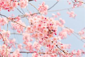 夢見石竹花