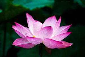 夢見蓮花