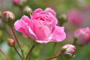 夢見薔薇